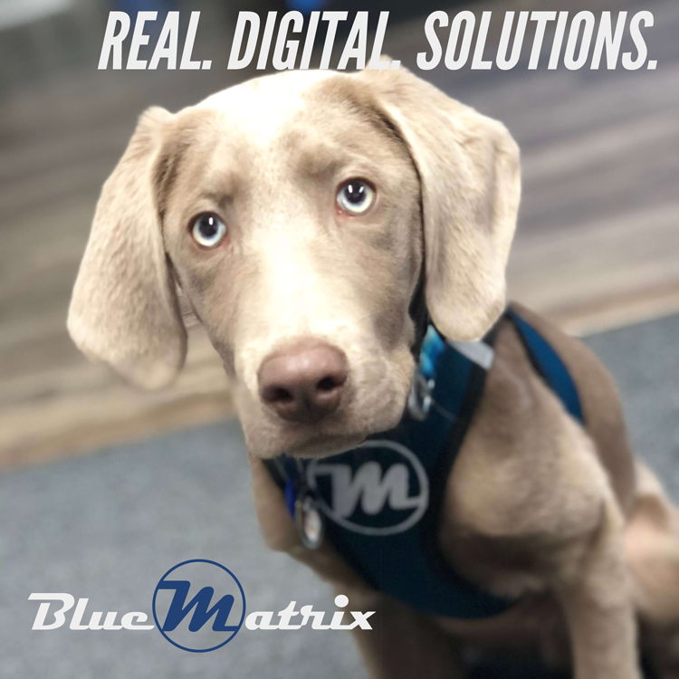 BlueMatrix Media logo